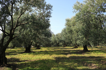 Marmarabirlik yeni bir rekora koşuyor 