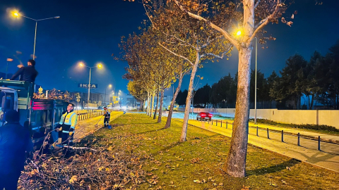 Bursa’da Çınar Ağaçlarına Kış Bakımı