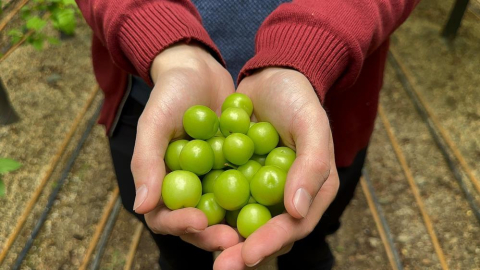 İlk Hasat Yapıldı, Kilosu 7 Bin Lira