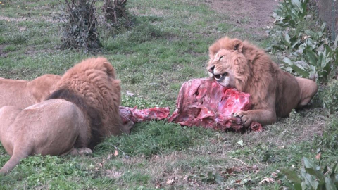 Aslan Gibi Beslendiler