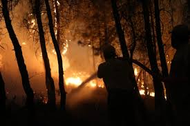 Aydın’da Orman Yangını