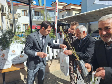 Ücretsiz fıstık çamı fidanı