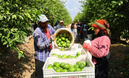 Limonda Stokçuların Oyunu Ortaya Çıktı