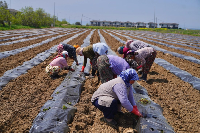 Ayvalık’ta örnek tarımsal proje