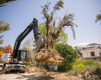 Kuşadası’nda 1137 ağaç yer değiştirdi
