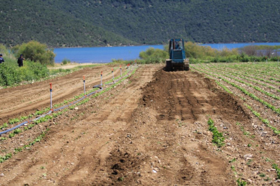 Marul ekili arazi iş makineleriyle düzlendi