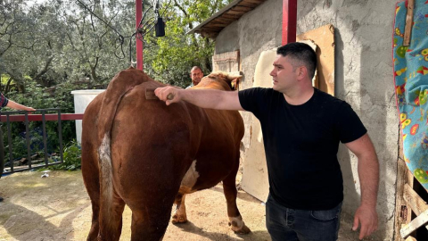 Otomobil fiyatına kurbanlık