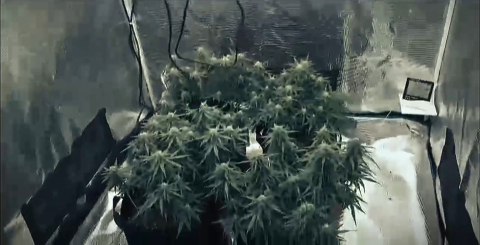 Gardırobu Açtılar Sera Çıktı: 2 Gözaltı