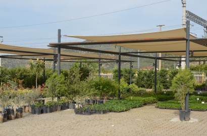 EFES TARLASI’NDA ÜRETİM SÜRÜYOR