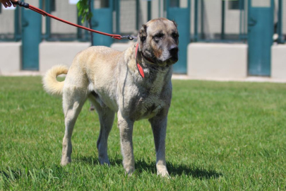 Sahip olmak için 6 ay sıra bekleniyor