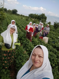 'Nazende' fasulyesinde hasat zamanı