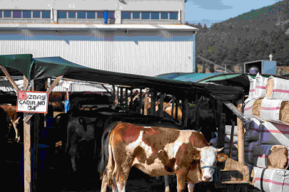 BORNOVA’DA MODERN KURBAN PAZARI HİZMETE GİRDİ