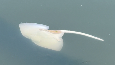 Çelebi Limanı Kirlilik Saçıyor, Bandırma Körfezi Ölüyor