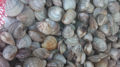Deniz mahsullerinde üretim artışı