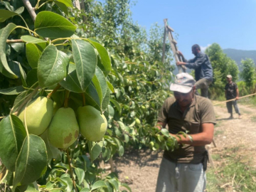 Armut ve şeftalide seyreltme başladı