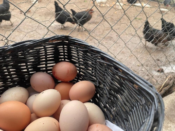 Yumurta üretimi giderek azalıyor