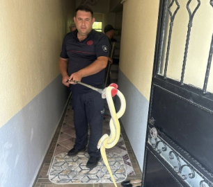Eve giren yılanı itfaiye çıkardı