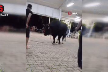 Tanıtımı Yapılan Boğaya Para Atarken Boynuz Darbesiyle Yaralandı