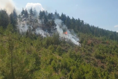 BURSA’DA ÇAM ORMANI YANGINI