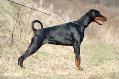 POLİSİ ISIRAN KÖPEĞİ VURAN MEMURA CEZA ÇIKMADI