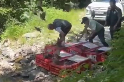 KENE AVCISI KEKLİKLER DOĞAYA SALINDI