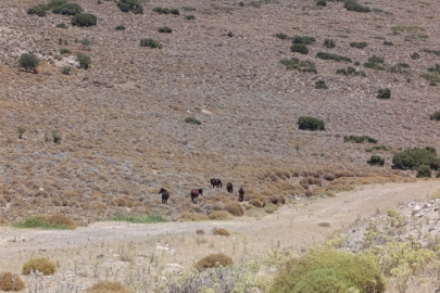 ALİAĞA’DA YABAN HAYVANLARI İÇİN SU SEFERBERLİĞİ