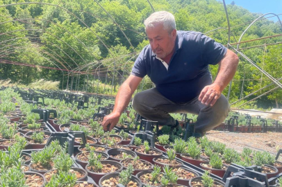 ULUDAĞ ETEKLERİ LAVANTA KOKACAK