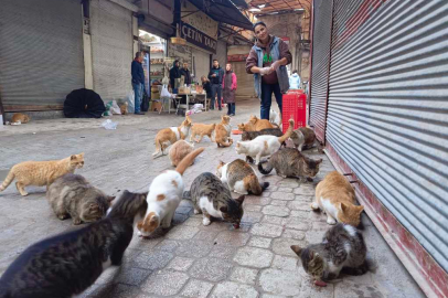VETERİNER HEKİMLER AÇIKLADI: ''KEDİ TÜYÜ ÖLÜME YOL AÇMAZ!''