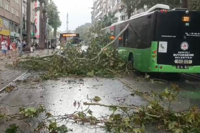 ÜZERİNE AĞAÇ DEVRİLEN BELEDİYE OTOBÜSÜNDE CAN PAZARI YAŞANDI