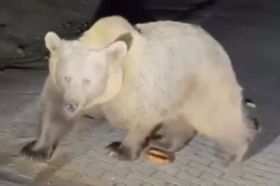 AYI SALDIRISINDAN UCUZ KURTULDU