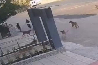 KÖPEKLER BİR ANDA SALDIRDI
