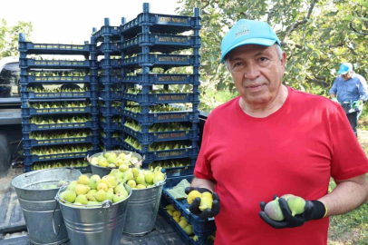 NİLÜFER'DE İNCİR HASADI BAŞLADI