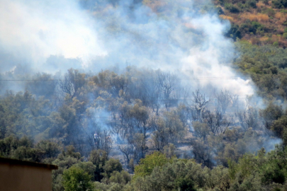 MUDANYA'DA ZEYTİNLİK YANGINI: AĞAÇLAR KÜLE DÖNDÜ