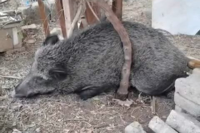 İZMİR ’DE YARALI DOMUZ TEDAVİ EDİLİP DOĞAYA BIRAKILDI
