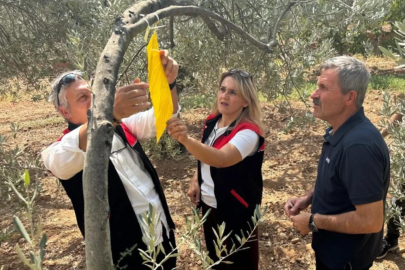 ZEYTİN ÜRETİCİSİNE TUZAK DAĞITILDI