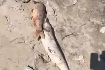 SULAMA GÖLETİ KURUDU, BALIKLAR KIYAYA VURDU