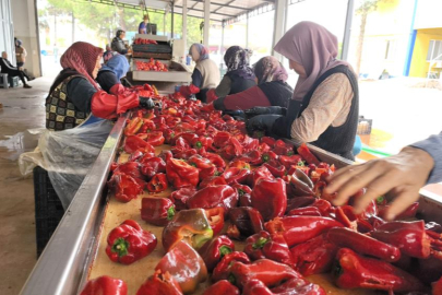 İNEGÖL'DEN HOLLANDA'YA BİBER SALÇASI