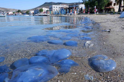 BURSA SAHİLİNDE GÖRENLERİ ŞAŞIRTAN MAVİ DENİZANALARI
