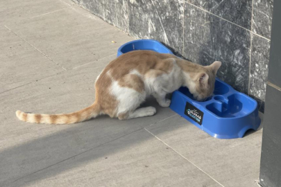 ULUDAĞ ELEKTRİK CAN DOSTLARI YALNIZ BIRAKMIYOR