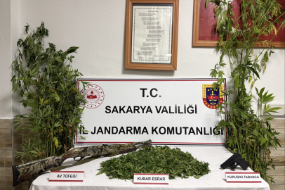 ORMANLIK ARAZİDEN KENEVİR HASAT EDERKEN SUÇÜSTÜ YAKALANDI