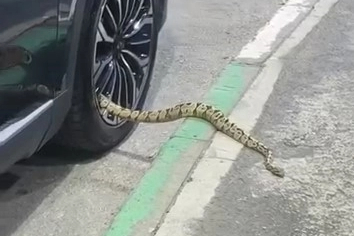 BURSA'DA OTOMOBİL JANDINDAN YILAN ÇIKTI