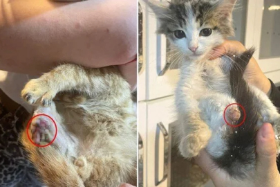 "BÜYÜ" İÇİN SOKAK HAYVANLARININ UZUVLARI KESİLDİ İDDİASI