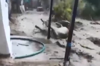 AYDIN'IN EFELER İLÇESİNDE BÜYÜKBAŞ HAYVANLAR SELE KAPILDI