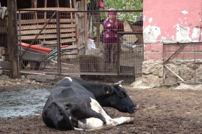 BURSA'DA BESİCİLER ZARARLARININ KARŞILANMASINI İSTİYOR