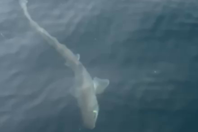 GEMLİK ’TE BALIKÇILARIN OLTASINA KÖPEK BALIĞI TAKILDI