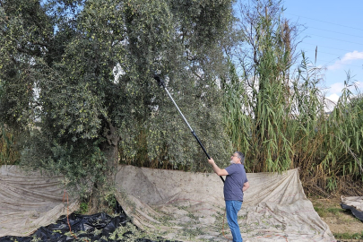 ZEYTİN ALIM FİYATLARI AÇIKLANDI: İLK ÖDEME 7 KASIM'DA