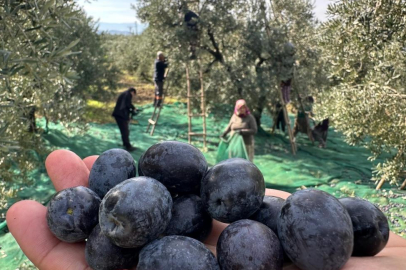 ZEYTİN REKOLTESİ DÜŞÜK ANCAK KALİTE YÜKSEK