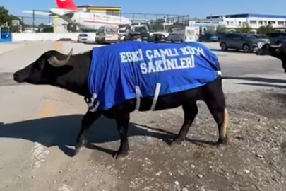 İZMİR'DE MANDALAR CİMER'E ŞİKAYET EDİLDİ