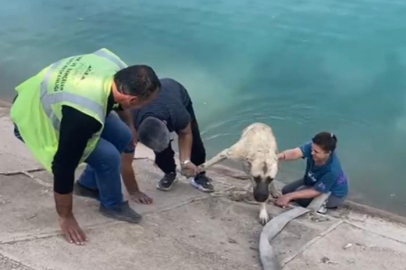 BURSALI KAHRAMAN ANNE SUDA ÇIRPINAN KÖPEĞİ KURTARDI