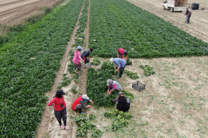 ISPANAKTA HASAT BOLLUĞU: VERİM FİYATLARA YANSIR MI?